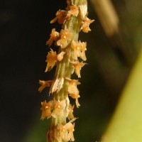 Oberonia thwaitesii Hook.f.